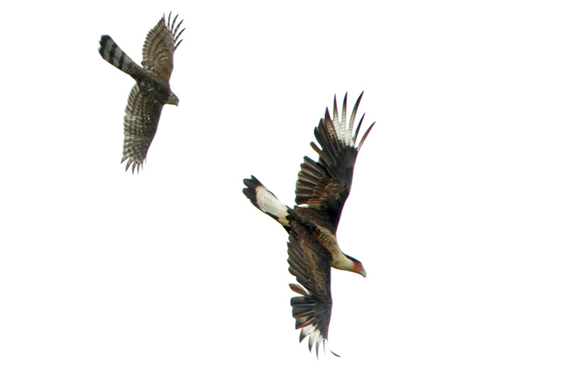 Cooper's Hawk chasing Crested Caracara