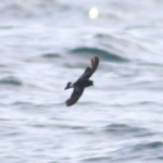 Wilson Storm-Petrel